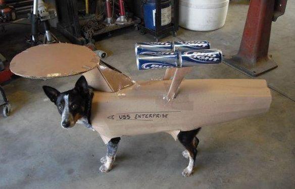 你以為做狗很舒服嘛？攤上這樣的坑狗鏟屎官試試？！