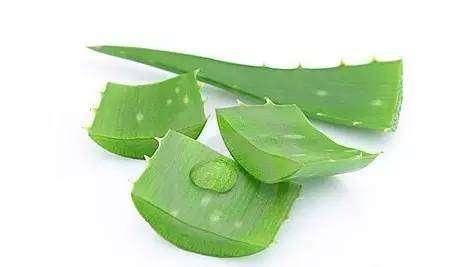 醫生不會告訴你的蘆薈「13種神奇功用」，快種一盆在家裡！保證好用！ 