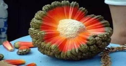 這些「罕見的水果」你吃過幾種？「這種樹」居然長出香腸了，味道還超甜！ - 美麗日報 Life