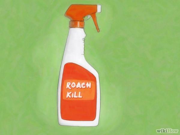 蟑螂一次產卵數百隻，你家床底一定有！這「幾招」消滅蟑螂卵，蟑 螂 再 也 不 敢 來 你 家 ！必學招式！