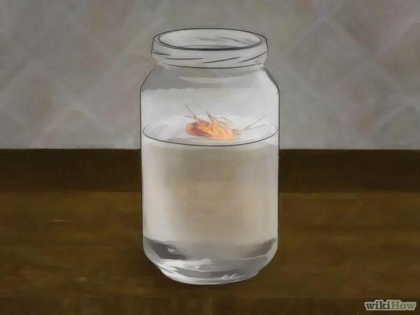 蟑螂一次產卵數百隻，你家床底一定有！這「幾招」消滅蟑螂卵，蟑 螂 再 也 不 敢 來 你 家 ！必學招式！