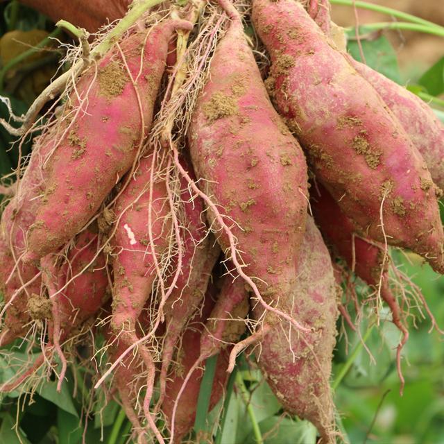 腫瘤也挑人,常吃5種食物,癌症也要繞道走