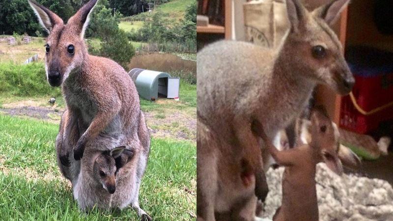 你以為做狗很舒服嘛？攤上這樣的坑狗鏟屎官試試？！