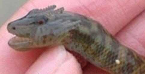 男子去果園的路上意外捉到一條「真龍」，活剖「真龍」現場照在網路上被曝光，驚呆了所有人！！