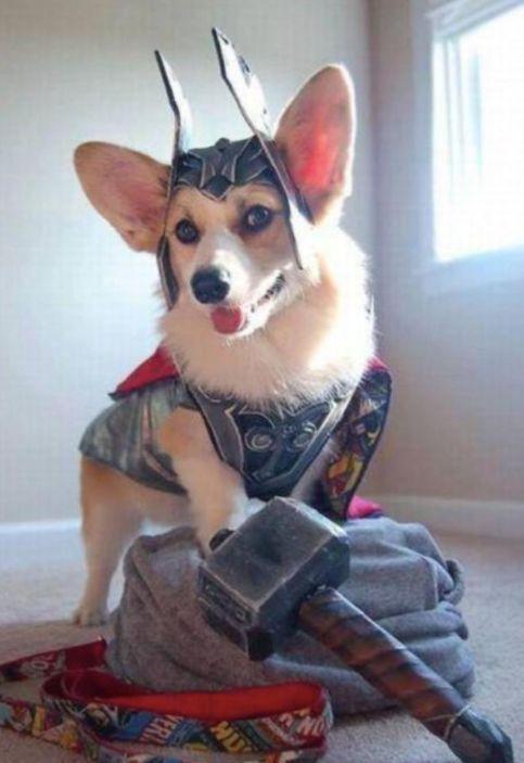 你以為做狗很舒服嘛？攤上這樣的坑狗鏟屎官試試？！