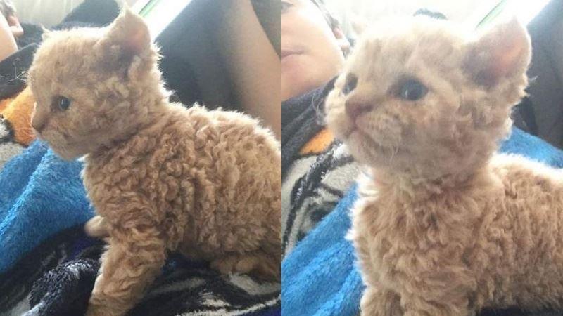 你以為做狗很舒服嘛？攤上這樣的坑狗鏟屎官試試？！