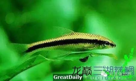 魚缸中的各路清潔英雄！你知道幾個？