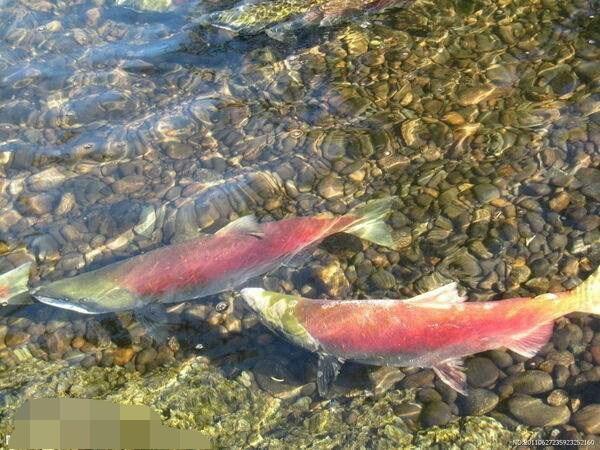 男子釣到稀罕大紅魚，還沒來得及高興，不料父親嚇得要立刻放生！原來這魚竟是 ......