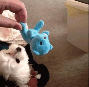 你以為做狗很舒服嘛？攤上這樣的坑狗鏟屎官試試？！