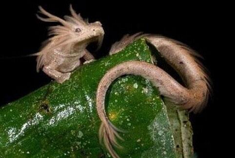 男子去果園的路上意外捉到一條「真龍」，活剖「真龍」現場照在網路上被曝光，驚呆了所有人！！