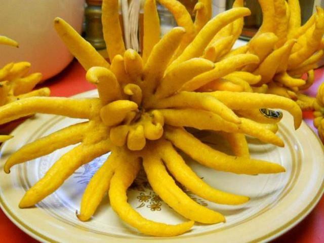 這些「罕見的水果」你吃過幾種？「這種樹」居然長出香腸了，味道還超甜！ - 美麗日報 Life
