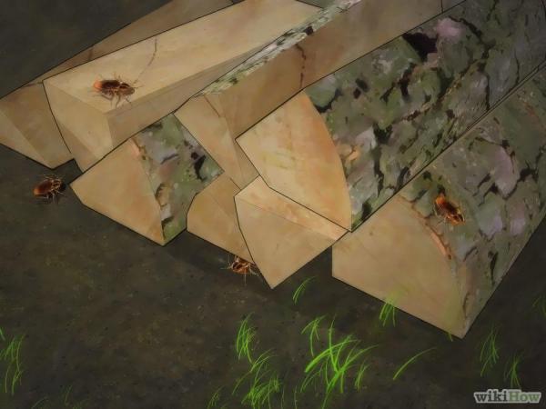 蟑螂一次產卵數百隻，你家床底一定有！這「幾招」消滅蟑螂卵，蟑 螂 再 也 不 敢 來 你 家 ！必學招式！