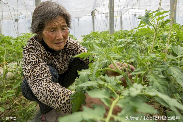 趙老太說，我五個兒子五個家，想住誰家住誰家，結果住誰家誰離婚