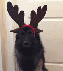 你以為做狗很舒服嘛？攤上這樣的坑狗鏟屎官試試？！