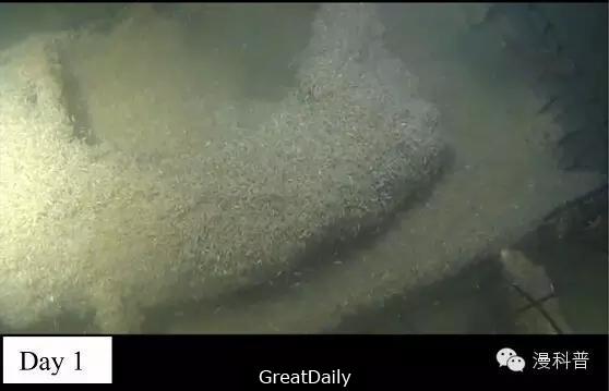 一群科學家把「豬的屍體」扔進300米深的海底，最後的結果讓人嚇壞了！