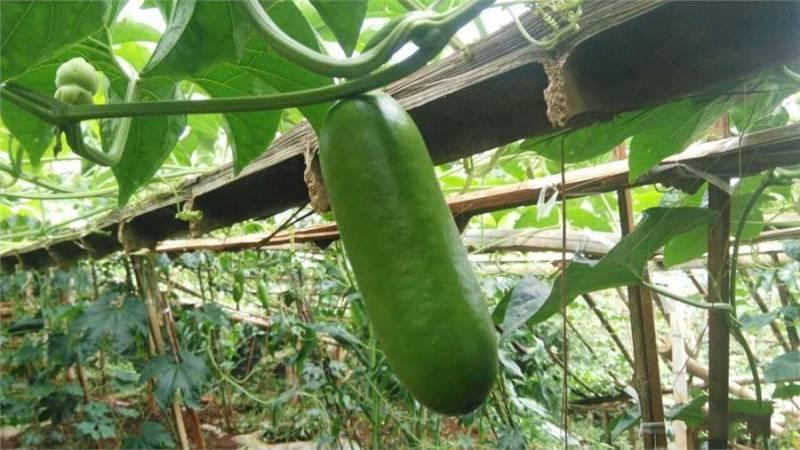 這些「罕見的水果」你吃過幾種？「這種樹」居然長出香腸了，味道還超甜！ - 美麗日報 Life