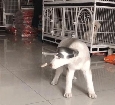 你以為做狗很舒服嘛？攤上這樣的坑狗鏟屎官試試？！