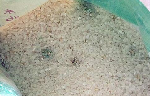 家裡大米長蟲怎麼辦？教你一招，輕鬆解決長蟲問題 