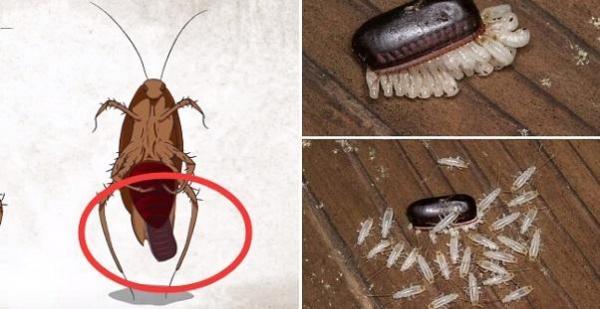 蟑螂一次產卵數百隻，你家床底一定有！這「幾招」消滅蟑螂卵，蟑 螂 再 也 不 敢 來 你 家 ！必學招式！