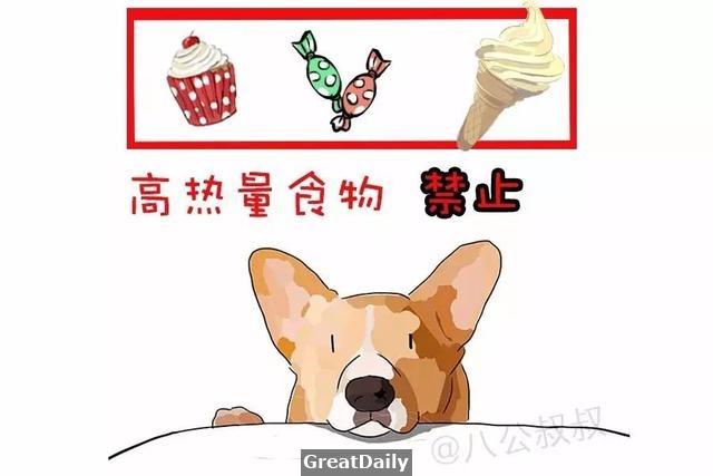 狗狗糖尿病晚期可能只活一個月!愛它就不要慣著它