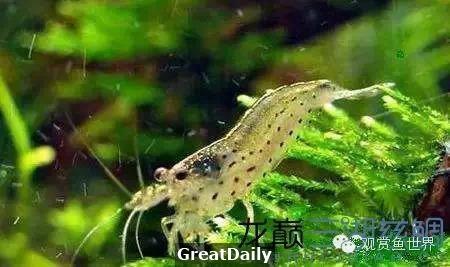 魚缸中的各路清潔英雄！你知道幾個？