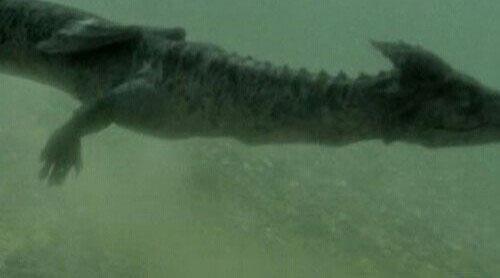 男子去果園的路上意外捉到一條「真龍」，活剖「真龍」現場照在網路上被曝光，驚呆了所有人！！