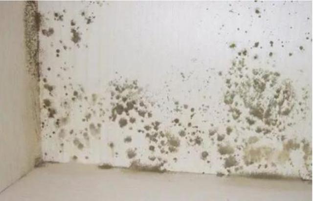 一旦家裡發黴牆壁變髒了,以下這種辦法,可以讓你家煥然一新!