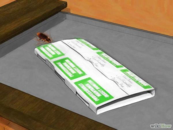 蟑螂一次產卵數百隻，你家床底一定有！這「幾招」消滅蟑螂卵，蟑 螂 再 也 不 敢 來 你 家 ！必學招式！