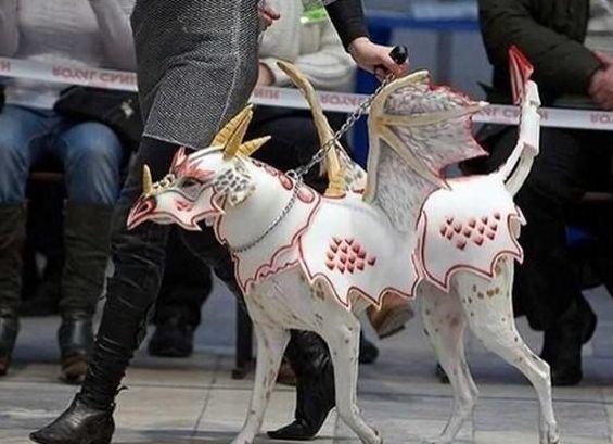 你以為做狗很舒服嘛？攤上這樣的坑狗鏟屎官試試？！