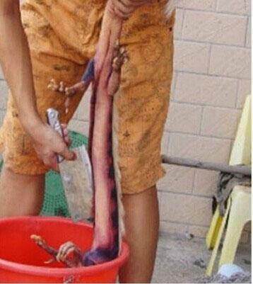 男子去果園的路上意外捉到一條「真龍」，活剖「真龍」現場照在網路上被曝光，驚呆了所有人！！