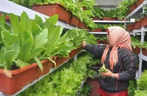 漫談｜「盆栽蔬菜」成時尚，不僅是美食，還是好景觀