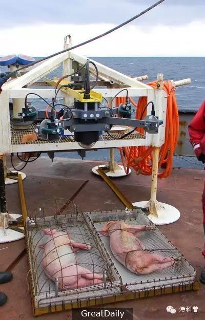 一群科學家把「豬的屍體」扔進300米深的海底，最後的結果讓人嚇壞了！