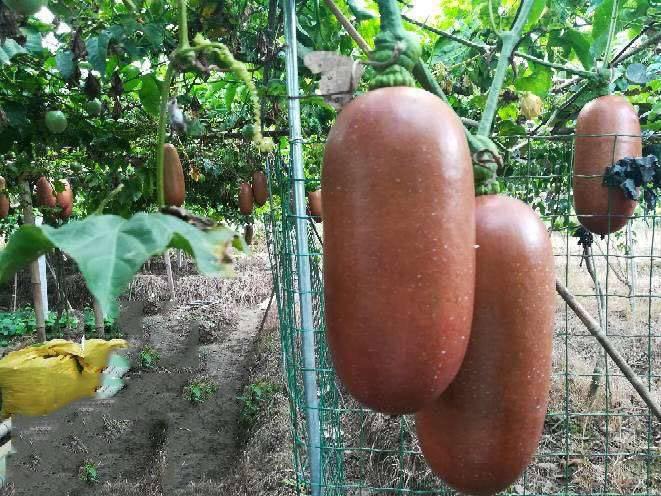 這些「罕見的水果」你吃過幾種？「這種樹」居然長出香腸了，味道還超甜！ - 美麗日報 Life