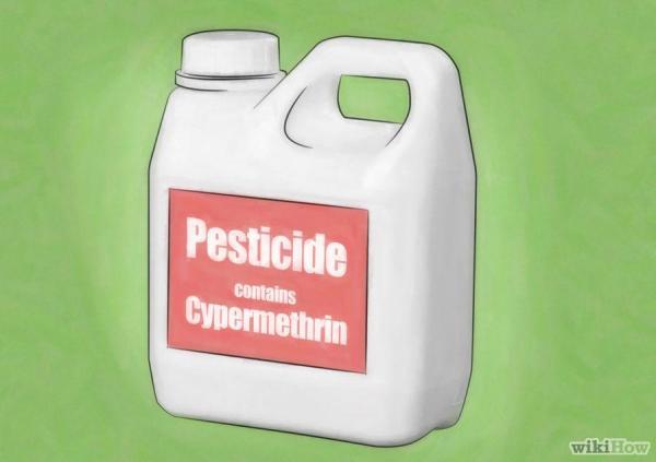 蟑螂一次產卵數百隻，你家床底一定有！這「幾招」消滅蟑螂卵，蟑 螂 再 也 不 敢 來 你 家 ！必學招式！