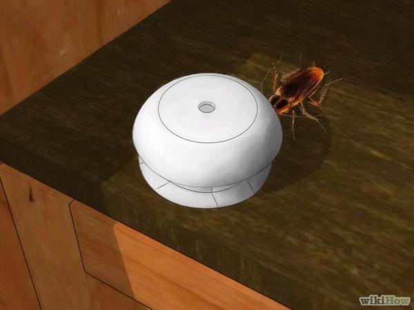 蟑螂一次產卵數百隻，你家床底一定有！這「幾招」消滅蟑螂卵，蟑 螂 再 也 不 敢 來 你 家 ！必學招式！