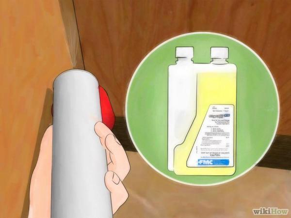 蟑螂一次產卵數百隻，你家床底一定有！這「幾招」消滅蟑螂卵，蟑 螂 再 也 不 敢 來 你 家 ！必學招式！