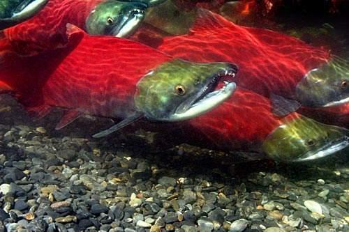 男子釣到稀罕大紅魚，還沒來得及高興，不料父親嚇得要立刻放生！原來這魚竟是 ......