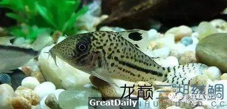 魚缸中的各路清潔英雄！你知道幾個？