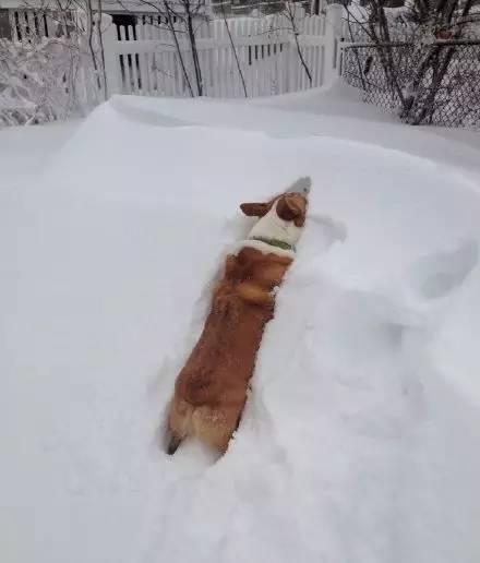 你以為做狗很舒服嘛？攤上這樣的坑狗鏟屎官試試？！