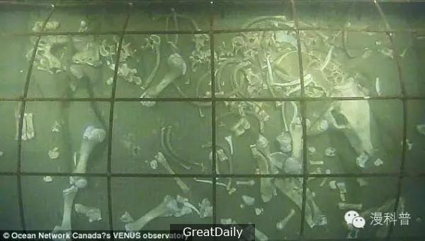 一群科學家把「豬的屍體」扔進300米深的海底，最後的結果讓人嚇壞了！