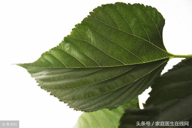 桑葉真的可以降血糖嗎？醫生：這樣吃桑葉，降糖效果明顯
