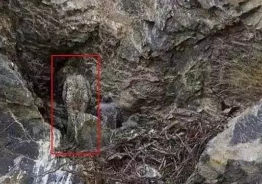 老年癡呆測試：誰能在60秒內找出這只貓，證明你還沒老！