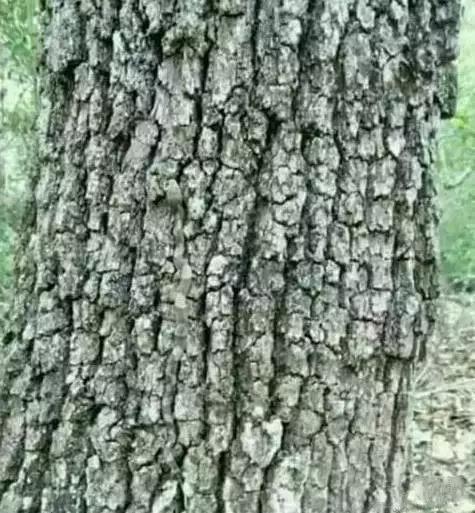 老年癡呆測試：誰能在60秒內找出這只貓，證明你還沒老！
