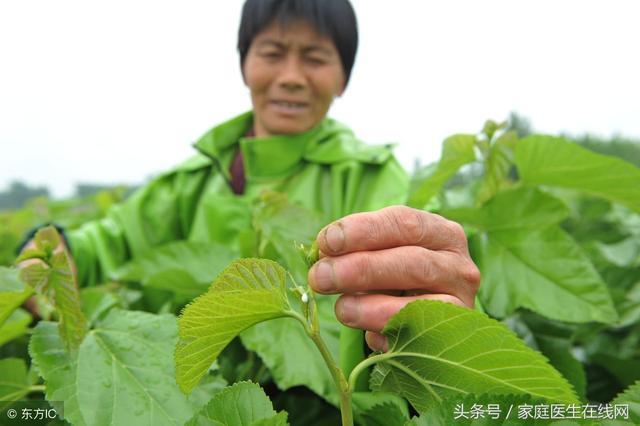 桑葉真的可以降血糖嗎？醫生：這樣吃桑葉，降糖效果明顯