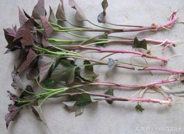 陽台種上這四種菜，掐了還能再掐，吃了還能再長，簡單易種！
