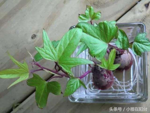 陽台種上這四種菜，掐了還能再掐，吃了還能再長，簡單易種！