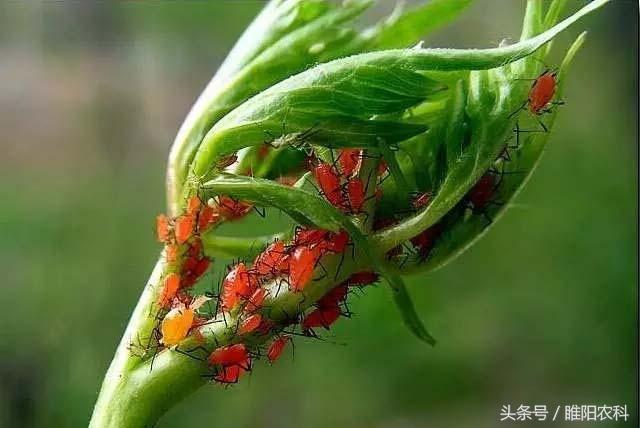 蔬菜上這個小蟲危害十分嚴重，這四種方法讓防治不再困難