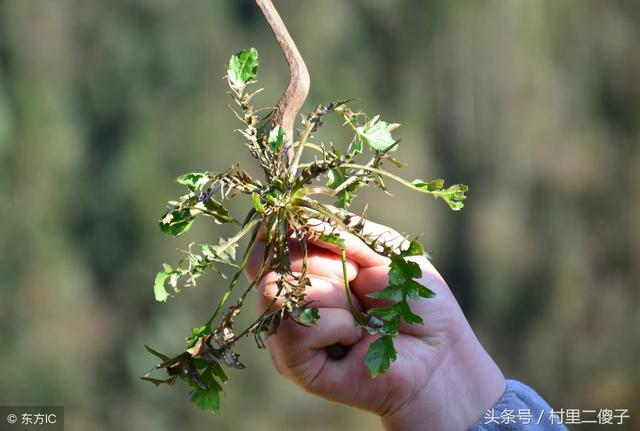 老娘臨死要吃一種東西，他找遍整座山都找不到,李老太患了絕症，病情發展得很快，