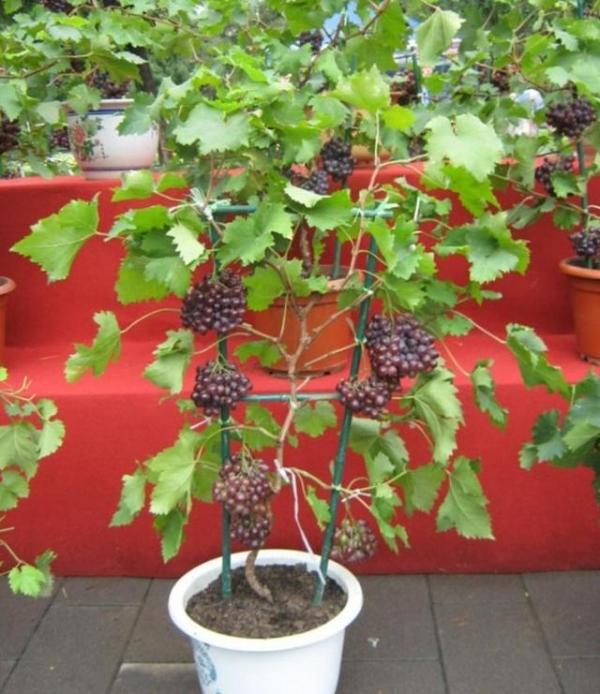 這幾種植物千萬別擺家中，特別第3種富人從不放，否則入住必破財(13/13)