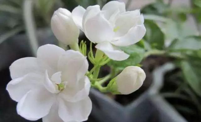 8個除蚊子的妙招，簡單有效！實用又省錢，每家每戶都用得上！